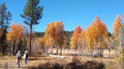 The Best Trails to Soak in the Changing Aspen Colors