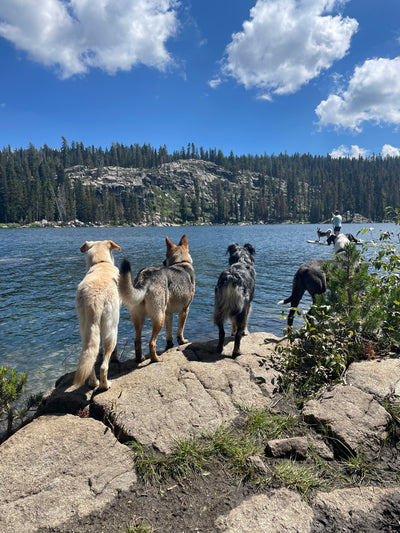 The Best Trails in Truckee-Tahoe to Walk your Furry Friends